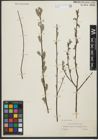 Foto von Salix salviifolia Brot.